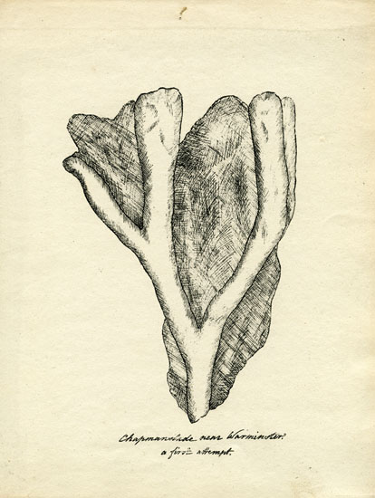 Lithograph of a fossil sponge